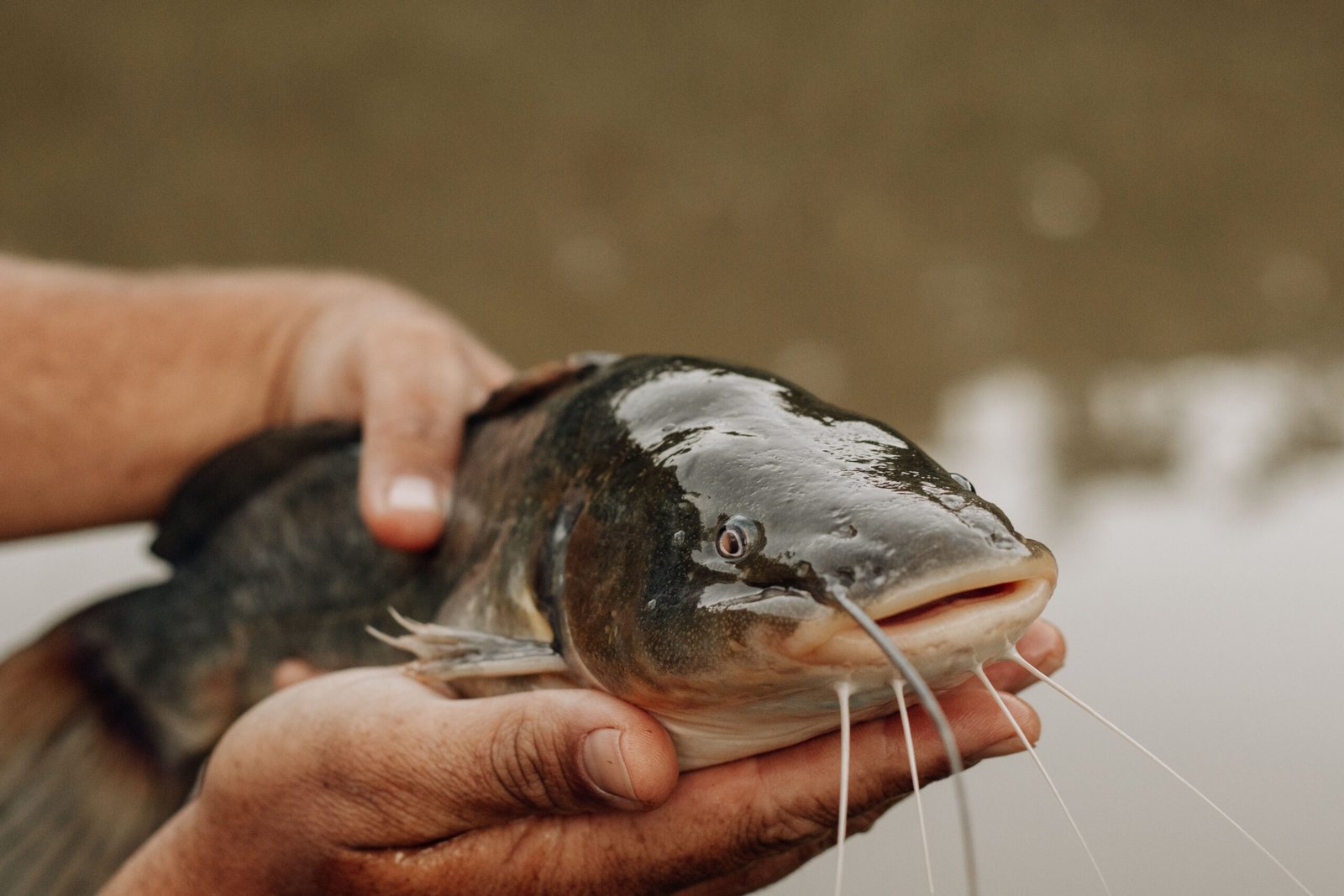 Ikan Lele Bumbu Kuning 400 gram